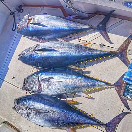 biggamefishing15 biggamefishing15
