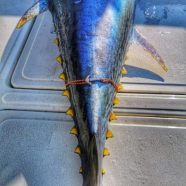 biggamefishing23 biggamefishing23