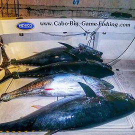 biggamefishing51 biggamefishing51