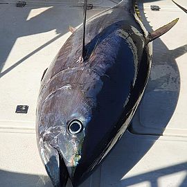 Bluefin tuna Vodice, Croatia Bluefin tuna Vodice, Croatia