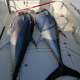 Fischen in der Adria - Thunfischjagd Fischen in der Adria - Thunfischjagd