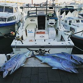 170 kg frisch gefangener Thunfisch 170 kg frisch gefangener Thunfisch