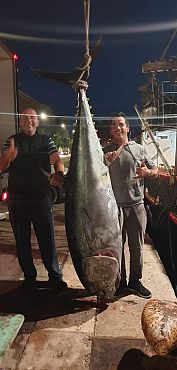 Fänge von schwerem Thunfisch in Kroatien