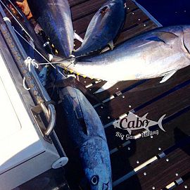 Unforgettable Fishing with Cabo team Unforgettable Fishing with Cabo team