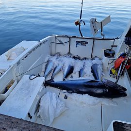 Hochseeangeln in Kroatien 3 Hochseeangeln in Kroatien 3