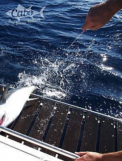 Deep sea Bluefin tuna Hunter in Croatia